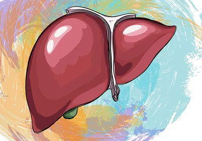 Drawing of the human liver